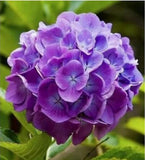 20 SEEDS for Purple & Pink HYDRANGEA RARE flower exotic bush plant USA Seller 1B Hydrangea
