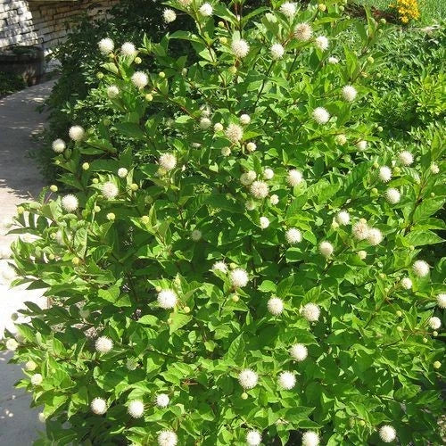 2 Buttonbush Plant 12-24" Tall Bare Root Shrub Cephalanthus occidentalis Flowering Plants