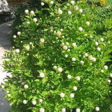 2 Buttonbush Plant 12-24" Tall Bare Root Shrub Cephalanthus occidentalis Flowering Plants