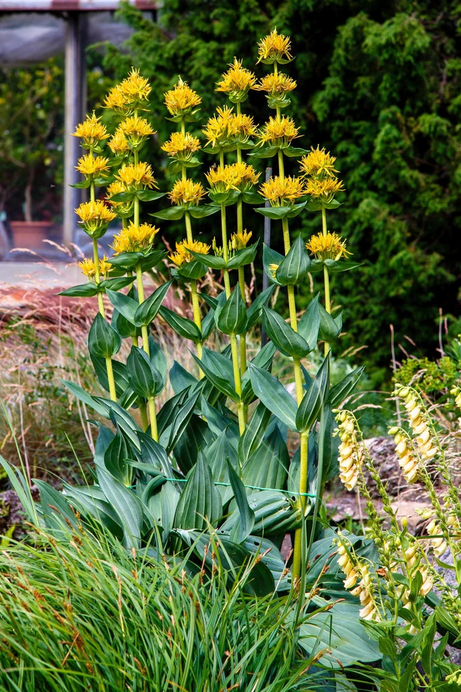 30 GREAT YELLOW GENTIAN Gentiana Lutea Herb Flower Seeds Flowering Plants