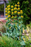 30 GREAT YELLOW GENTIAN Gentiana Lutea Herb Flower Seeds Flowering Plants