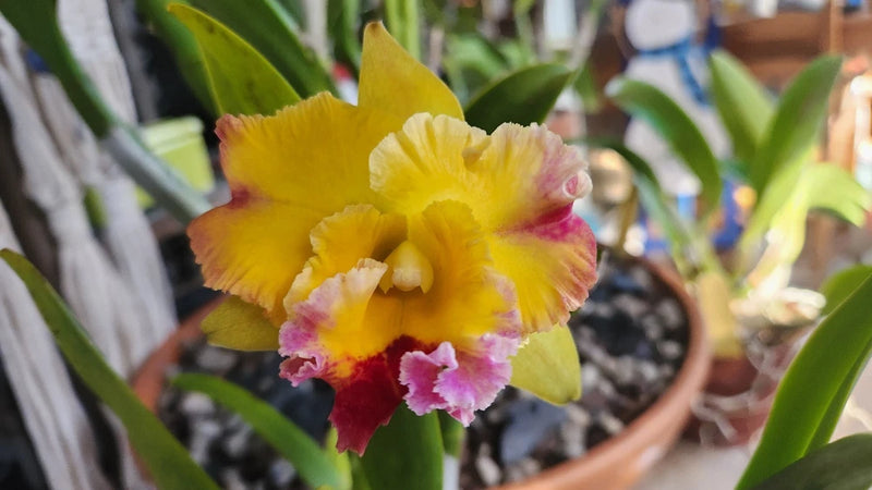 Yellow and pink ruffled orchid flower with layered, feathery petals.