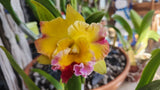 Rhyncholaeliocattleya Pete And Lottie(Dick Smitch X Chelsea Alward) BS Division2 Orchids