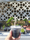 Bonsai premna microphylla twisted (5plants) extrem style bonsai tree Green Plant