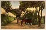1919 A Pampas Grass Road in California, Couple, Car, Vintage Postcard Pampas Grass
