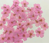 Dried Pressed Flowers,pink Verbena hybrida petals,dry flower Dried Flowers 12PCS Dried Flower