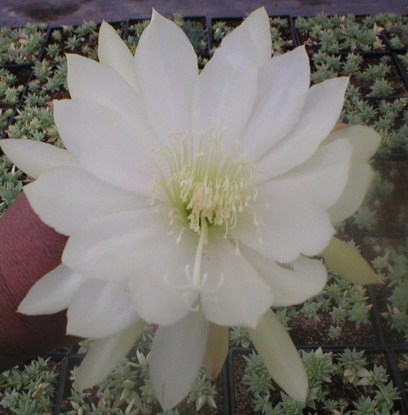 White epiphyllum orchid cactus bloom with pale center filaments