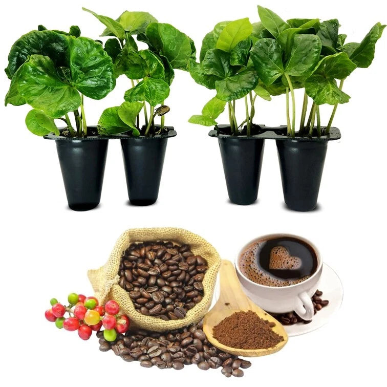 Coffee Plant "Arabica" Real Live Plant for Sale (4 Pack) | Coffee Lover's Dream Green Plant