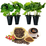 Coffee Plant "Arabica" Real Live Plant for Sale (4 Pack) | Coffee Lover's Dream Green Plant
