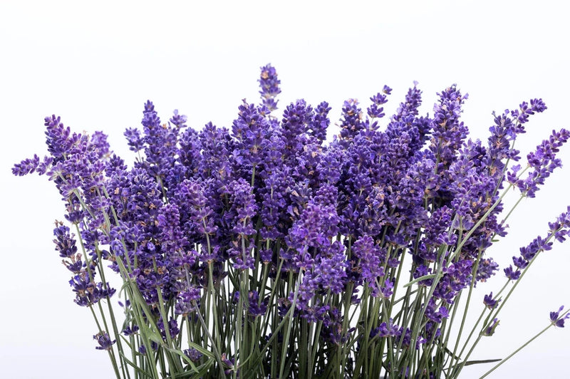 300 ITALIAN LAVENDER Lavandula Angustifolia Blue Purple Flower Herb Seeds Flowering Plants