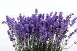 300 ITALIAN LAVENDER Lavandula Angustifolia Blue Purple Flower Herb Seeds Flowering Plants