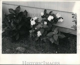 1970 Press Photo White Hydrangea flowers in the garden - noc95621 Hydrangea