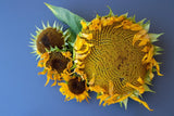 Mammoth Sunflower Seeds for Planting - Heirloom & Non-GMO Seeds Sunflower