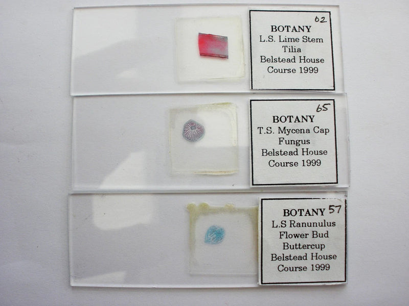 3 Vintage Microscope Slide.  Mycena Cap, Ranunculus Flower Bud, Lime Stem Ranunculus