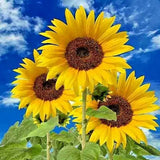 Flower DWARF Sunflower_Giant Single_Helianthus annuus_50 seeds_bag pack Sunflower