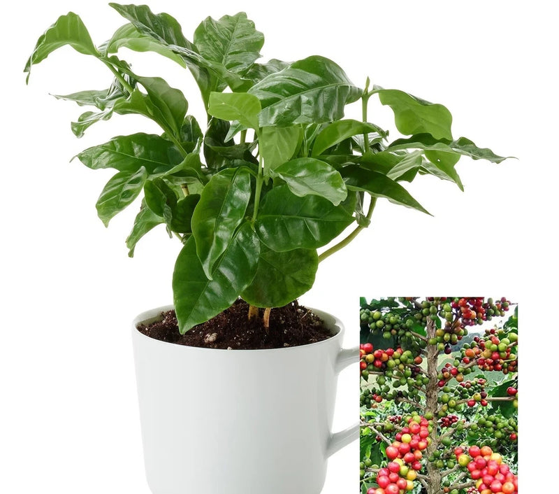 Coffee Arabica Tree Beans 10- 110 Seeds Air purifying Houseplant decor Easy grow Green Plant