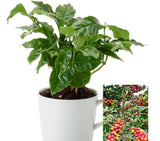 Coffee Arabica Tree Beans 10- 110 Seeds Air purifying Houseplant decor Easy grow Green Plant