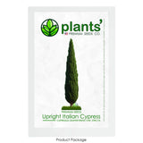 Upright Italian Cypress | Premium Seeds | Cupressus sempervirens Stricta Plants' Green Plant