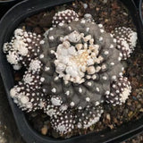 Multiple heads Copiapoa tenuissima cactus Succulent plant Garden plant 5-8CM Garden Plants
