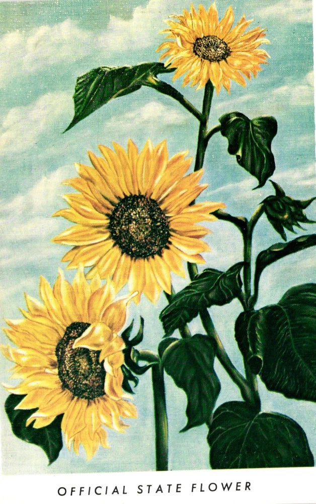 Sunflower postcard featuring three yellow sunflowers with dark centers and green leaves