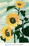 Sunflower Kansas State Flower The Sunflower State Postcard Unposted Sunflower