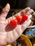 Trepadeira Werner Pepper Seeds Organic 10 Count *Free Shipping* Garden Plants