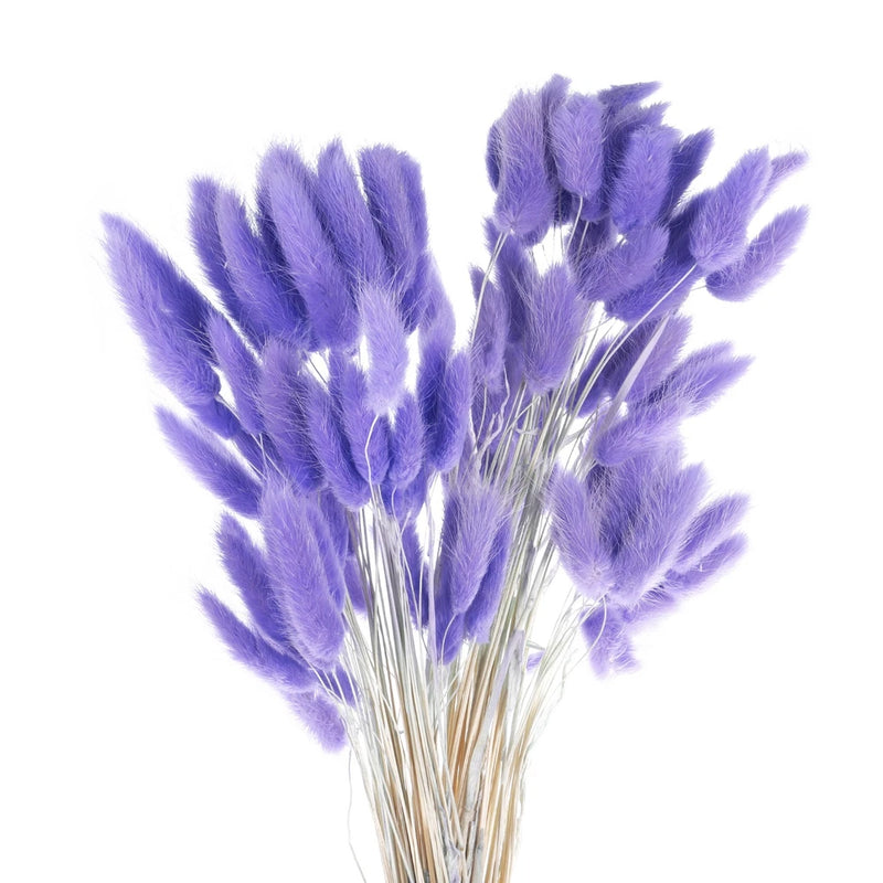 Dried lavender purple bunny tail pampas grass stems with fluffy tufted flowers