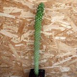 D4587 EUPHORBIA SCHUBEI pot12-H57-W6 cm MaMa Cactus Green Plant