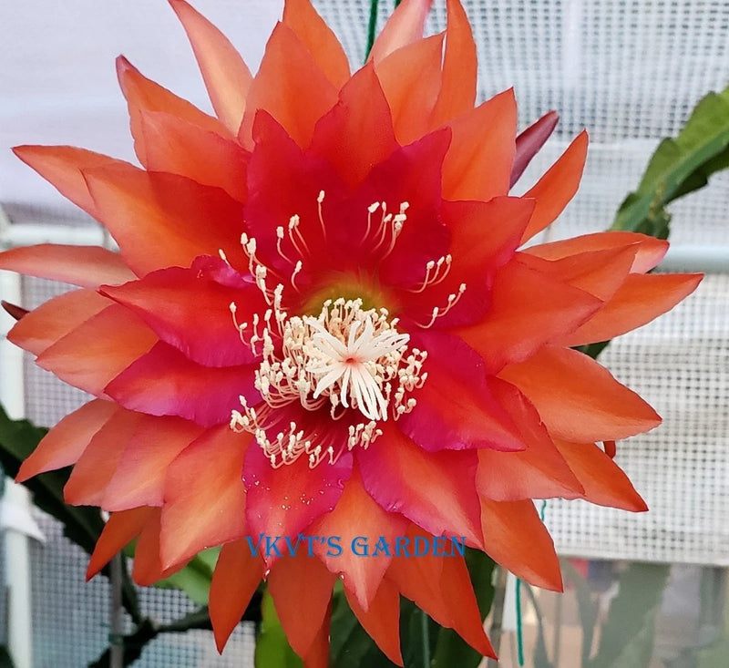 Orange and red cutting orchid blossom with star-shaped petals and prominent white stamens
