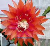 Epiphyllum " KIWI CLASSIC " Cutting Orchids