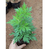 2 Live mugwort herb plant 10-12 Inch ( 2 Plants) Green Plant