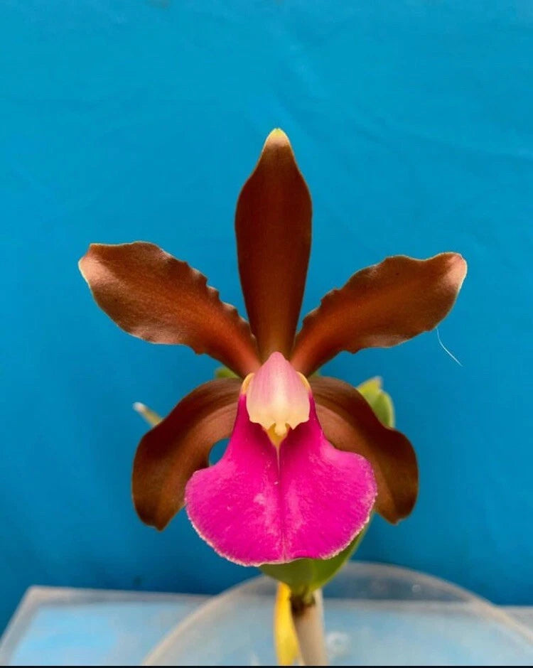 Potted Cattleya orchid with brown petals and a bright pink lip flower