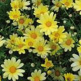 200+ Yellow Marguerite Daisy Seeds for Garden Planting - USA - FREE SHIPPING! Garden Plants