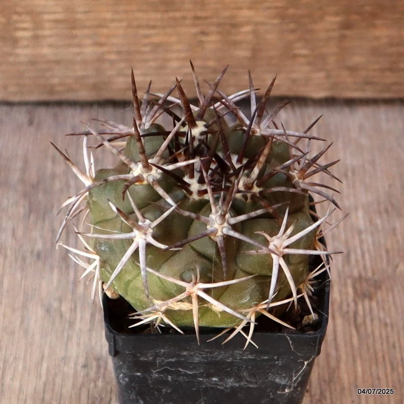 D5084 COPIAPOA ECHINOIDES pot6-H5,5-W6,5 cm MaMa Cactus Green Plant