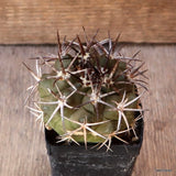 D5084 COPIAPOA ECHINOIDES pot6-H5,5-W6,5 cm MaMa Cactus Green Plant