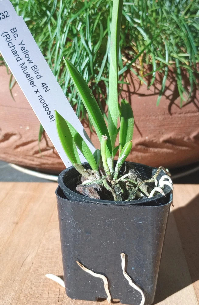 Orchid plant with green leaves in dark plastic pot