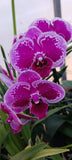 Orchid Phaleanopsis OX Happy Girl Tropical Plant potted 4" Orchids