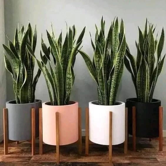 Snake plant foliage in assorted pots, including pink, white, and dark planters
