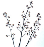 Hand-Pressed Organic Heuchera Coral BellsFlowers -Perfect for Creation Projects Dried Flower