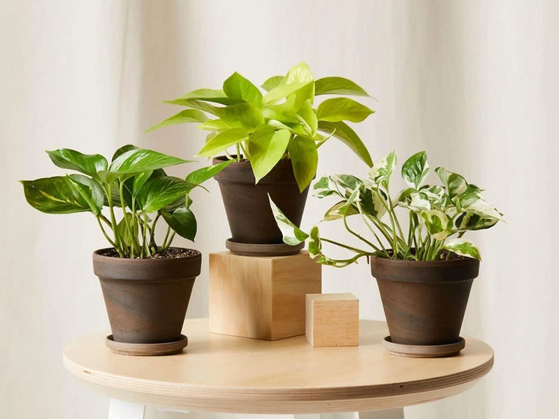 House Plants - Variation Starter Plants - Rooted - 30-160 days old, 3" to 12" Flowering Plants