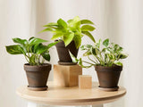 House Plants - Variation Starter Plants - Rooted - 30-160 days old, 3" to 12" Flowering Plants
