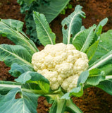 Live Cauliflower Plant Ð 4Ð6 Inch Tall Ð 2PPP Ð Edible Indoor or Outdoor Garden Garden Plants