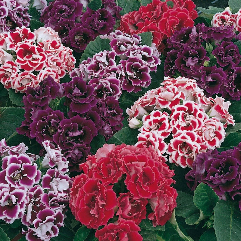 Sinningia speciosa Mix, Gloxinia Flowers Varieties - 10/20/50 Flowering Plants
