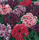Sinningia speciosa Mix, Gloxinia Flowers Varieties - 10/20/50 Flowering Plants