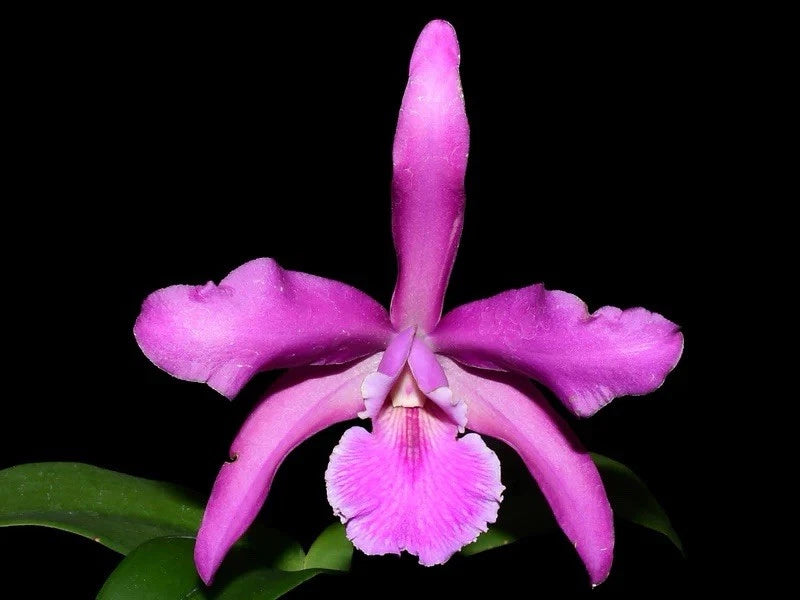 Pink and purple orchid flower with fringed center lip and upright bud