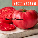 50+ Seeds Brandy Boy Tomato Hybrid Juicy Easy to Grow Vegetable Garden Garden Plants