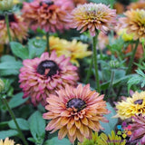 200+ Caramel Mix Rudbeckia Seeds for Garden Planting - USA - FREE SHIPPING! Garden Plants