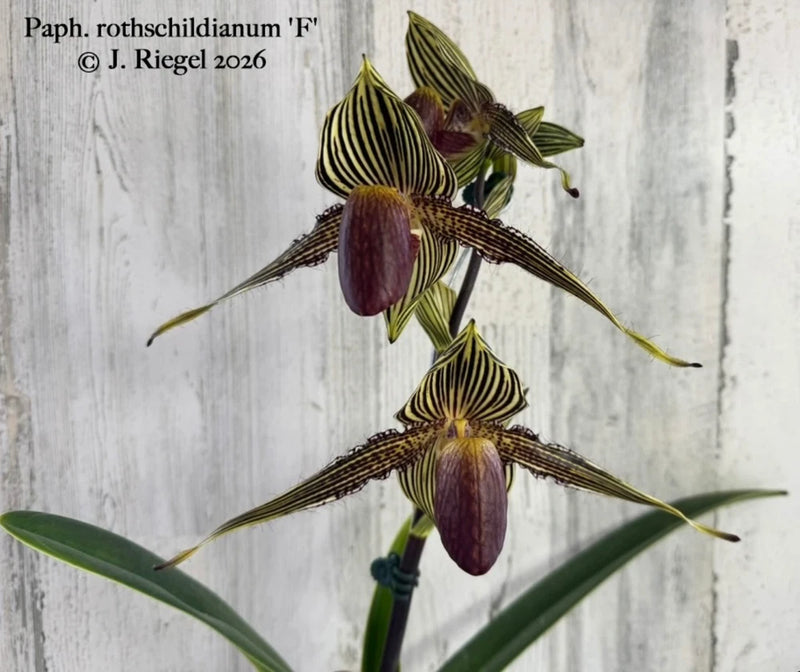 Paphiopedilum orchid with striped yellow-brown petals and maroon pouch flowers