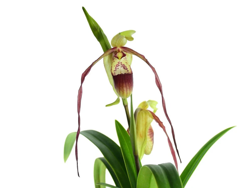 Olive green orchid plant with red-veined blooms and long green leaves
