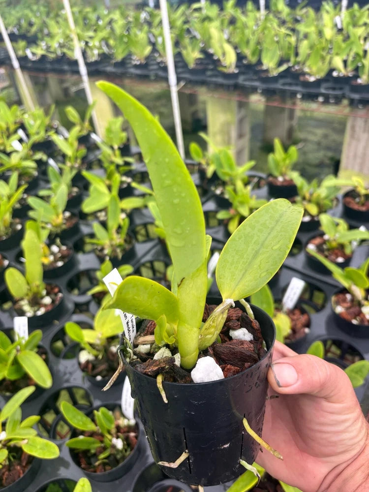 Orchid plant in black grow pot with green leaves